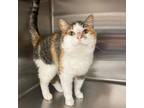 Adopt Flora a Calico or Dilute Calico Domestic Shorthair cat in Burlington