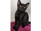 Adopt Shadow a All Black Bombay / Mixed (medium coat) cat in Detroit