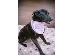Adopt Lily a Black German Shepherd Dog / Mixed dog in Huntsville, TX (40519516)