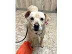 Adopt Frannie a Tan/Yellow/Fawn Mixed Breed (Large) / Mixed dog in DeKalb