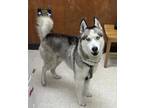 Adopt Beebo a White Husky / Mixed dog in Burlington, WA (41303397)