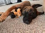 Adopt Scout a Black - with Tan, Yellow or Fawn Belgian Malinois / Mixed dog in