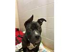 Adopt Coco a Black American Pit Bull Terrier / Mixed Breed (Medium) / Mixed