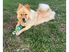 Adopt Harley a Red/Golden/Orange/Chestnut Chow Chow / Mixed dog in Victoria
