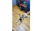 Adopt Rambo a Tan/Yellow/Fawn - with White Border Collie / Mixed dog in Berkley