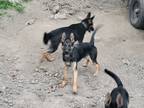 Adopt Mika a Black - with Tan, Yellow or Fawn German Shepherd Dog / Mixed dog in