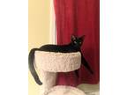 Adopt Ozzy a All Black American Shorthair / Mixed (medium coat) cat in Jackson