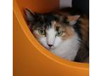 Adopt Sparkle a Domestic Mediumhair / Mixed cat in Albuquerque, NM (41303452)
