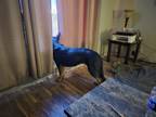 Adopt Kye a Black - with Tan, Yellow or Fawn German Shepherd Dog / Mixed dog in