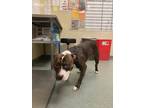 Adopt Max a Brindle American Staffordshire Terrier / Mixed Breed (Medium) /