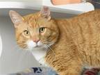 Adopt HOLMES a Orange or Red Domestic Mediumhair / Mixed (medium coat) cat in