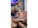 Adopt Valerie a White (Mostly) American Shorthair / Mixed (short coat) cat in