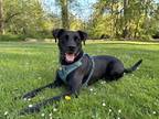 Adopt Watson a Black Labrador Retriever / Staffordshire Bull Terrier / Mixed dog