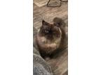 Adopt Fluffy a Brown or Chocolate (Mostly) Himalayan / Mixed (long coat) cat in