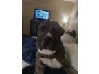 Adopt Nala a Brindle Cane Corso / Rottweiler / Mixed dog in Rochester