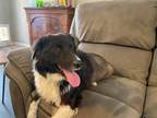 Adopt Barbie a Black - with White Border Collie / Mixed dog in Prosper