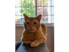 Adopt Fred a Orange or Red Tabby Tabby / Mixed (short coat) cat in Sunnyvale