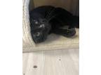 Adopt Flynn a All Black Domestic Shorthair / Mixed cat in Pittsburgh