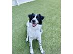 Adopt Dottie a Black - with White Border Collie / Mixed dog in Prosper