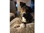 Adopt Moose a Brindle Australian Shepherd / Rottweiler / Mixed dog in