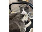 Adopt Becca a Gray or Blue (Mostly) Domestic Shorthair / Mixed (short coat) cat