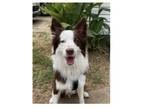 Adopt Goose a Red/Golden/Orange/Chestnut - with White Border Collie / Mixed dog