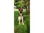 Adopt Luna a Black - with Tan, Yellow or Fawn German Shepherd Dog / Mixed dog in