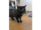 Adopt Sophie a All Black Domestic Mediumhair / Domestic Shorthair / Mixed cat in