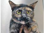 Adopt Pandora* a Tortoiseshell Domestic Shorthair cat in Wildomar, CA (41303104)