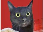 Adopt Little Girl a All Black Domestic Shorthair cat in Wildomar, CA (41303101)