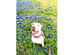 Adopt Starburst a Mixed Breed (Medium) / Mixed dog in Rowlett, TX (41033245)