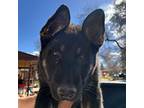 Adopt Tempe a Akita / Mixed Breed (Medium) / Mixed dog in Denver, CO (41275770)
