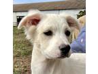 Adopt Bartholemew a White - with Tan, Yellow or Fawn Setter (Unknown Type) /