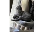 Adopt Ghost a Gray, Blue or Silver Tabby Russian Blue / Mixed (short coat) cat