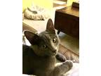 Adopt Teddy a Gray or Blue Domestic Shorthair / Mixed (short coat) cat in