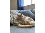 Adopt Peanut Butter a Tan or Fawn Domestic Longhair / Mixed (long coat) cat in