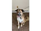 Adopt Cain Golden a Brown/Chocolate - with White Husky / German Shepherd Dog /