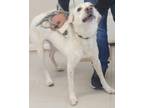 Adopt Benzi a White Australian Cattle Dog dog in Kingman, AZ (41303023)