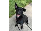 Adopt Rylee a Black Labrador Retriever / Mixed dog in Grapevine, TX (41302993)