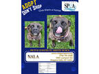 Adopt Nala a Brown/Chocolate Boxer / Mixed dog in Niagara Falls, NY (39519517)