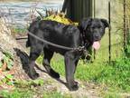 Adopt Kaysie a Black Australian Shepherd / Terrier (Unknown Type