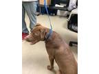 Adopt Josie a Brown/Chocolate Labrador Retriever / Mixed dog in Fort Worth
