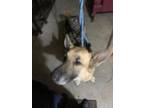 Adopt Machi a Black German Shepherd Dog / Mixed dog in Fort Worth, TX (41302976)