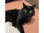Adopt Demeter a Domestic Longhair / Mixed cat in Vancouver, WA (41215289)