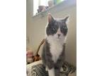 Adopt Guppy a White (Mostly) American Shorthair / Mixed (short coat) cat in
