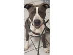 Adopt BRUNO a Gray/Silver/Salt & Pepper - with White Pit Bull Terrier / Mixed