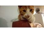Adopt Otis a Orange or Red American Shorthair / Mixed (short coat) cat in