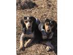 Adopt Hank and Hazel a Black Bluetick Coonhound / Mixed dog in Sandy Level