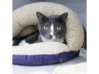 Adopt Leo a Gray or Blue Domestic Shorthair / Domestic Shorthair / Mixed cat in