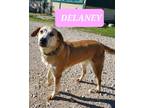 Adopt DELANEY a Red/Golden/Orange/Chestnut - with White Mixed Breed (Large) /